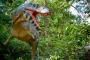 Dino